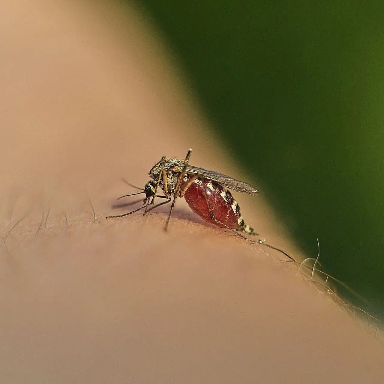 Can some Mosquitoes leads to Death , as some of Inhuman thoughts